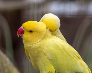 Ringneck Parakeets Perched on a Branch