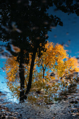 Mood fall season concept. Autumn season. Reflection of autumn trees in puddles. Fall atmosphere image.