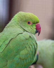 Ringneck Parakeets Perched on a Branch