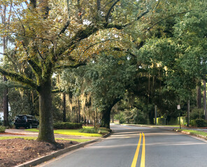 Tree Lined Street, Williams Street, Valdosta, GA