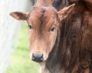 Fototapeta premium Young Zebu Walking in a Field