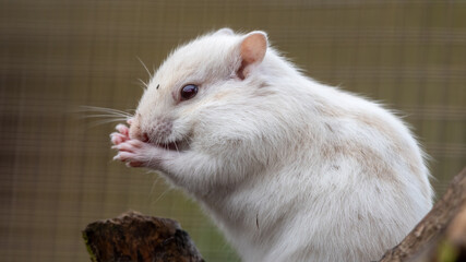 Obraz premium Albino Chipmunk Sat in a Tree Feeding