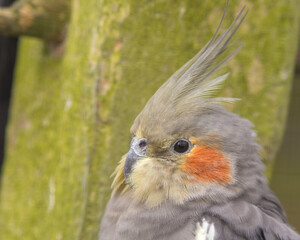 Cockatiel Close up Side Portrait