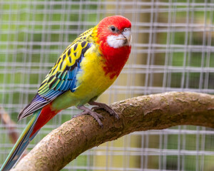 Colourful Eastern Rosella Perched on a Branch