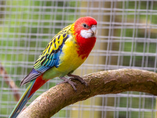 Colourful Eastern Rosella Perched on a Branch