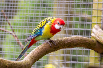 Colourful Eastern Rosella Perched on a Branch