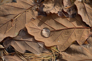 Autumn leaf; Brown autumn oak leaf, Quercus sp., floating in water with water droplet, close-up view