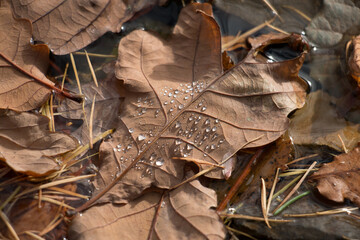 Autumn leaf; Brown autumn oak leaf, Quercus sp., floating in water with water droplets, close-up view