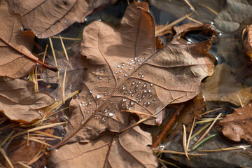 Autumn leaf; Brown autumn oak leaf, Quercus sp., floating in water with water droplets, close-up view