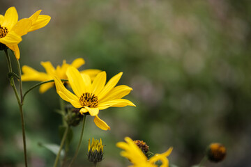 Yellow flower isolated on bokeh background