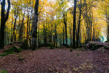 Obraz premium Il bosco di Val Masino in autunno il Lombardia