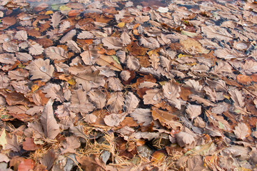 Autumn leaves floating on water