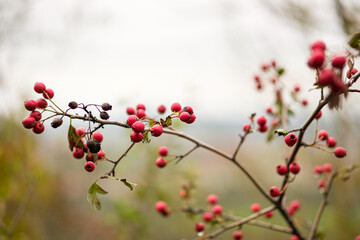 Fototapeta na wymiar Red berries on a branch