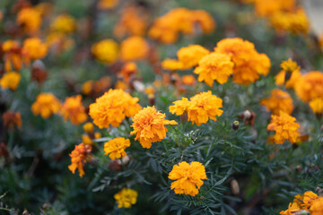 Orange flowers in the garden.
