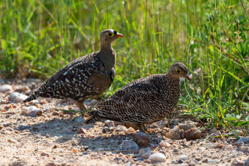Ganga bibande,.Pterocles bicinctus, Double banded Sandgrouse