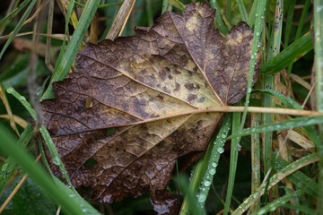 Autumn Leaf; Brown leaf decaying in autumn on damp green grass, close-up view