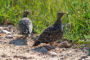 Ganga bibande,.Pterocles bicinctus, Double banded Sandgrouse