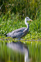 Héron cendré, Ardea cinerea, Grey Heron
