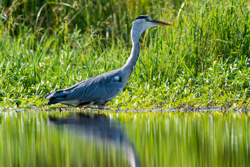 Héron cendré, Ardea cinerea, Grey Heron