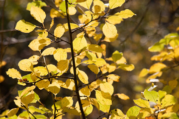Sunlit golden yellow Autumn leaves, close-up view, natural background
