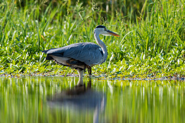 Héron cendré, Ardea cinerea, Grey Heron