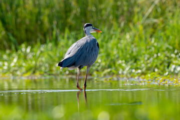 Héron cendré, Ardea cinerea, Grey Heron