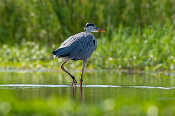 Héron cendré, Ardea cinerea, Grey Heron