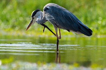 Héron cendré, Ardea cinerea, Grey Heron