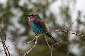 Fototapeta premium Rollier à longs brins,. Coracias caudatus, Lilac breasted Roller