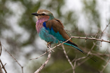 Rollier à longs brins,. Coracias caudatus, Lilac breasted Roller