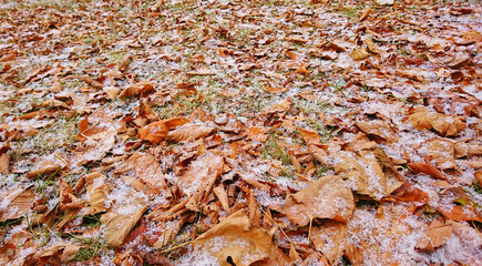 Powder snow on the leaves