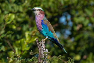 Rollier à longs brins,. Coracias caudatus, Lilac breasted Roller