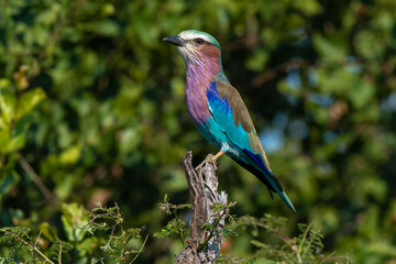 Obraz premium Rollier à longs brins,. Coracias caudatus, Lilac breasted Roller