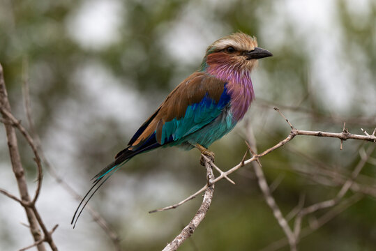 Rollier &agrave; longs brins,. Coracias caudatus, Lilac breasted Roller