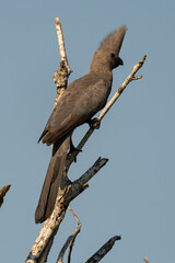 Touraco concolore,.Corythaixoides concolor, Grey Go away bird