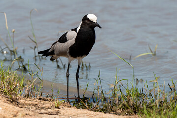 Vanneau armé,.Vanellus armatus, Blacksmith Lapwing