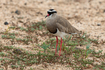 Vanneau couronné,.Vanellus coronatus,  Crowned Lapwing