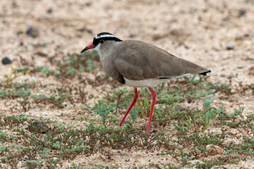 Vanneau couronné,.Vanellus coronatus,  Crowned Lapwing