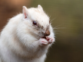 Fototapeta premium Albino Chipmunk Feeding on the Ground