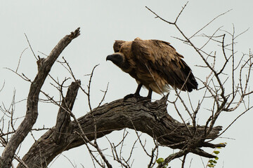 Vautour africain,.Gyps africanus, White backed Vulture, Parc national Kruger, Afrique du Sud