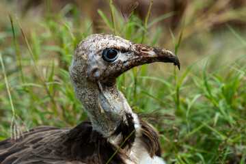Vautour charognard,.Necrosyrtes monachus, Hooded Vulture