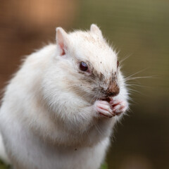 Albino Chipmunk Feeding on the Ground