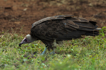 Vautour charognard,.Necrosyrtes monachus, Hooded Vulture