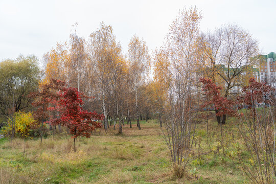 Colorful autumn forest in a Moscow park.