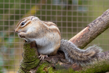 Obraz premium Chipmunk Sat in a Tree Feeding