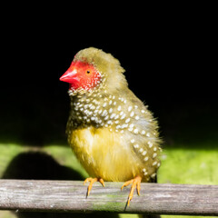 Star Finch Resting on a Perch