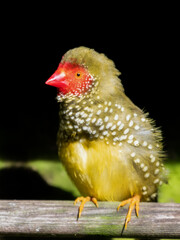 Star Finch Resting on a Perch
