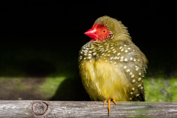 Star Finch Resting on a Perch