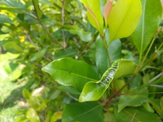 Obraz premium the process of the caterpillar becoming a cocoon in the clove tree noisy/grainy