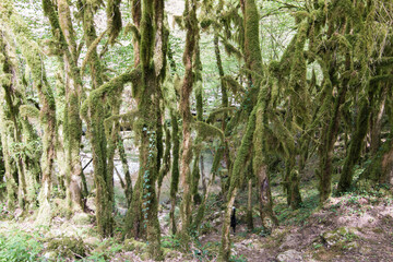 Fototapeta premium Forêt humide